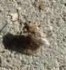 Nysius sp.